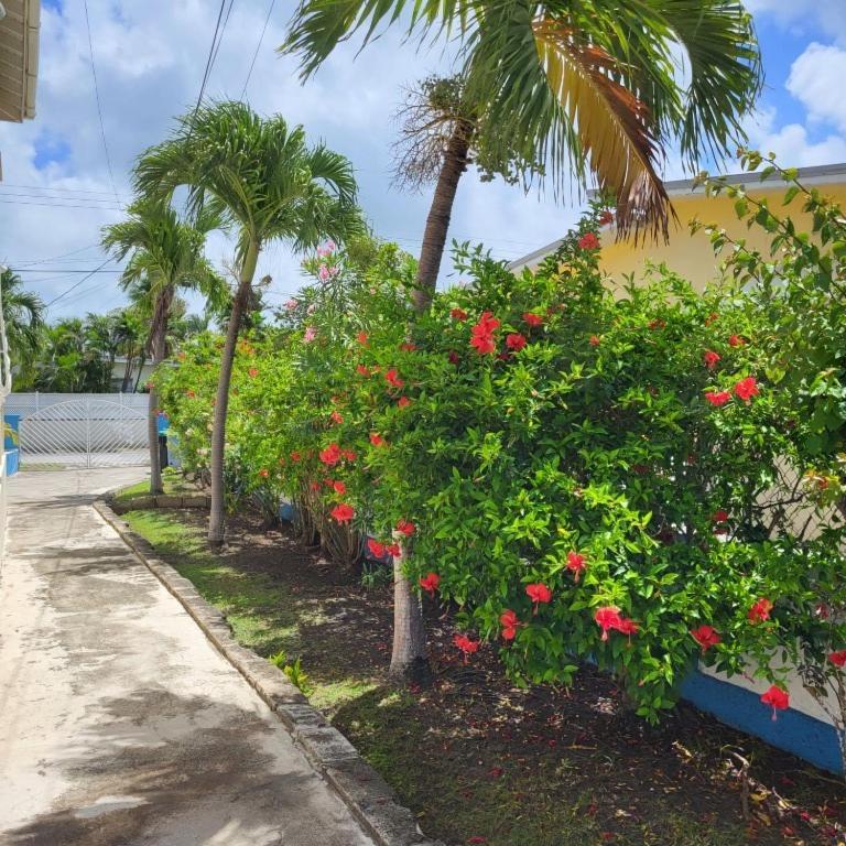 Dolphin Inn Guesthouse & Apartments Christ Church Esterno foto